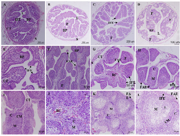 T Lymphocyte Selection is Indispensible for the Development of Goose