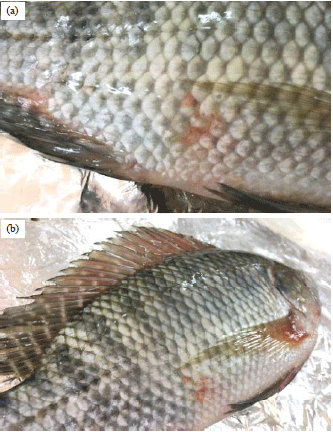 Viral Investigation In The Mass Mortality Phenomenon Occurred During Summer Season In Cultured Tilapia Fish Scialert Responsive Version