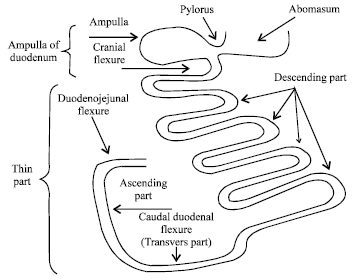 Camel Digestive System Diagram