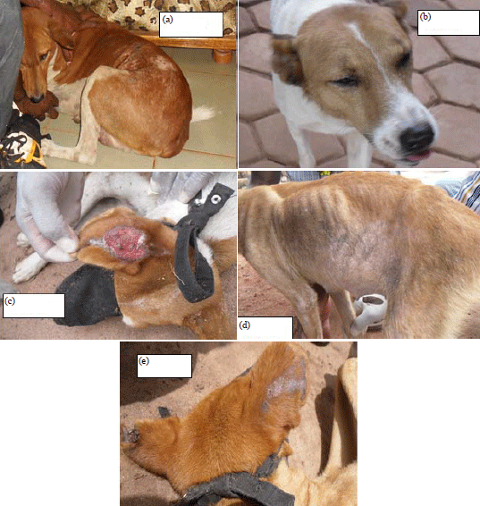 caring for a dog with leishmaniasis