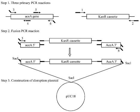  for Gene Disruption in <I>Brucella abortus</I> by Overlap Extension PCR