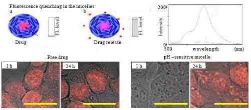 Image for - Intelligent Polymeric Micelles as Novel Carrier for Delivery of Most Anticancer Drugs and Nucleic Acids