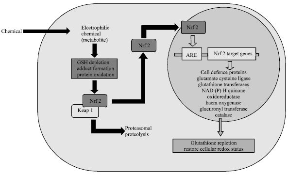 Image for - Pharmacological and Toxicological Considerations of Homogentisic Acid in Alkaptonuria