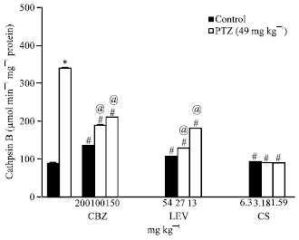 Image for - Role of Cysteine Proteases in the Mechanism of Action of the Anticonvulsants  Levetiracetam and Carbamazepine and the Calpain Inhibitor Calpastatin in Pentylenetetrazole-kindled  Rats