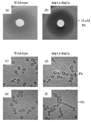 Image for - Candida albicans Dap1p Promotes Ergosterol Synthesis via the P450 Protein Erg11p/Cyp51p, Regulating Susceptibility to Azole Antifungal Drugs, Morphogenesis and Damage Resistance