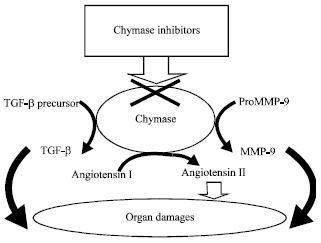 Image for - Chymase is a Target Enzyme for Prevention of Organ Damage