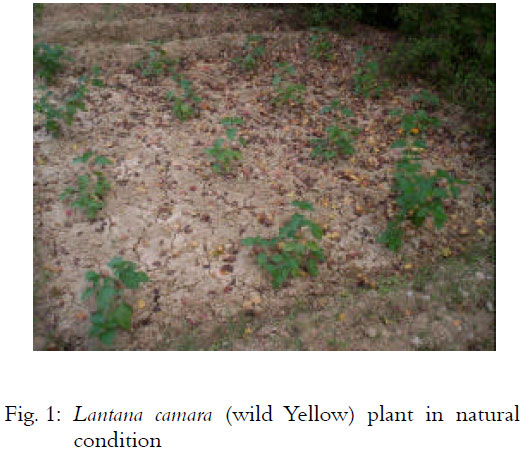 Image for - Validated HPTLC Method for Quantification of Variability in Content of Oleanolic Acid in Different Variety of Lantana camara.