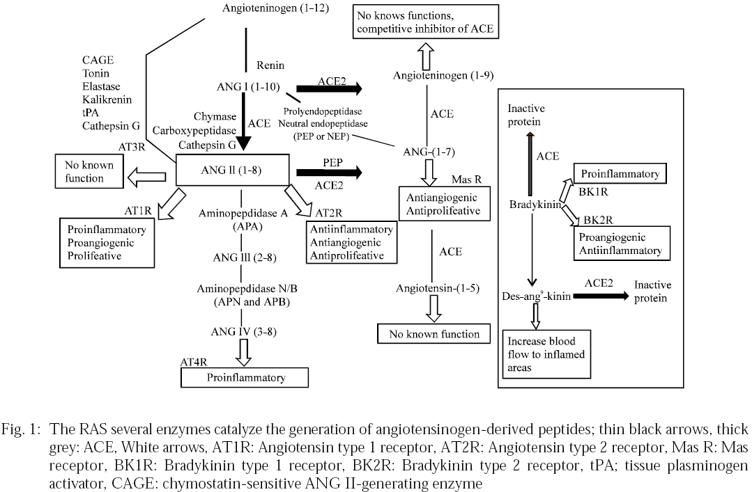 Image for - Renin Angiotensin System and Hepatic Malignancy
