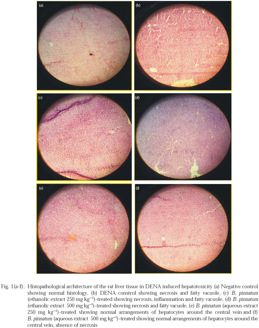 Image for - Effect of Bryophyllum pinnatum Lam. On N-diethylnitrosamine Induced Hepatic Injury in Rats