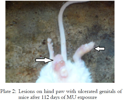 Image for - Susceptibility of Arsenic-Exposed ICR Mice to Buruli Ulcer Development
