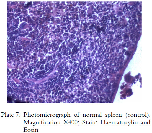 Image for - Susceptibility of Arsenic-Exposed ICR Mice to Buruli Ulcer Development