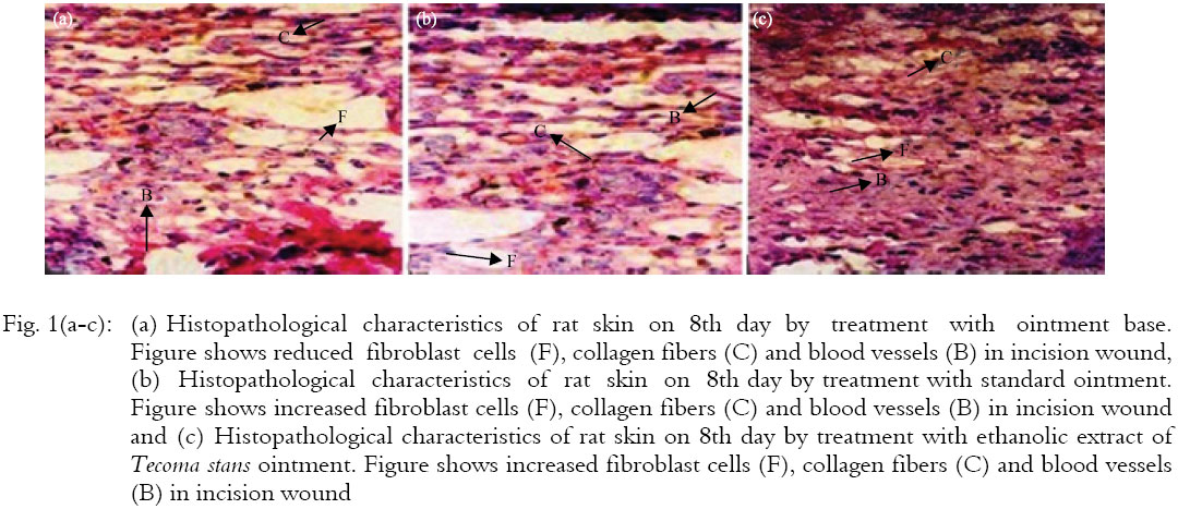 Image for - Wound Healing Potential of Ethanolic Extract of Tecoma stans Flowers in Rats