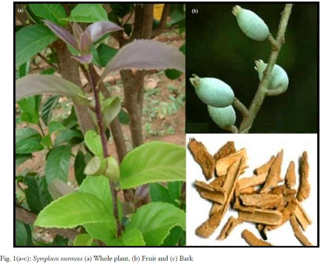 Image for - Phytopharmacological Profile of Symplocos racemosa: A Review