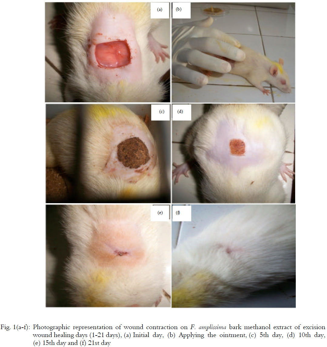 Image for - Anti-inflammatory, Wound Healing and in vivo Antioxidant Properties  of the Bark of Ficus amplissima Smith