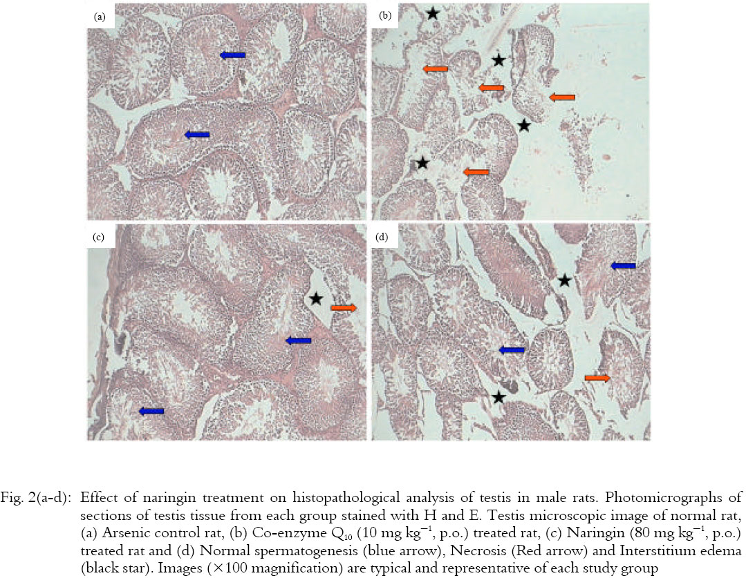 Image for - Protective Effect of Naringin on Sodium Arsenite Induced Testicular Toxicity via Modulation of Biochemical Perturbations in Experimental Rats