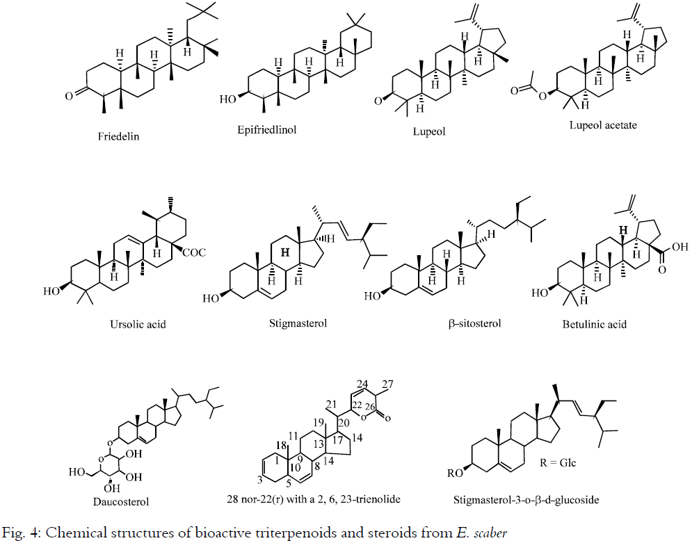 Image for - Phytopharmacological Profile of Elephantopus scaber