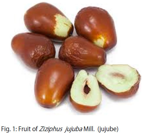 Image for - Pharmacological Aspects of Jujubes