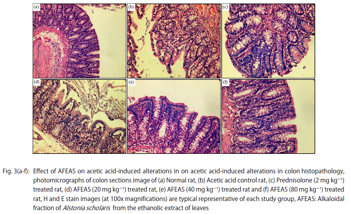 Image for - Ameliorative Effect of Alkaloidal Fraction of Leaves of Alstonia scholaris Against Acetic Acid Induced Colitis via Modulation of Oxido-nitrosative and Pro-inflammatory Cytokines