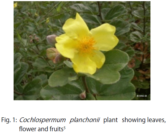 Image for - Toxicological Implication of Sub-chronic Administration of Aqueous Leaves Extract of Cochlospermum planchonii in Albino Rats