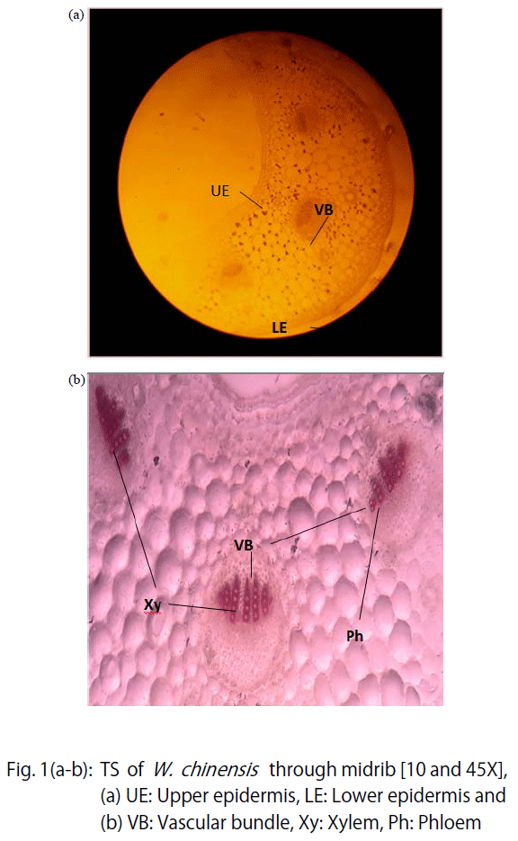 Image for - Pharmacognostic Standardization of Wedelia chinensis Merrill Leaf