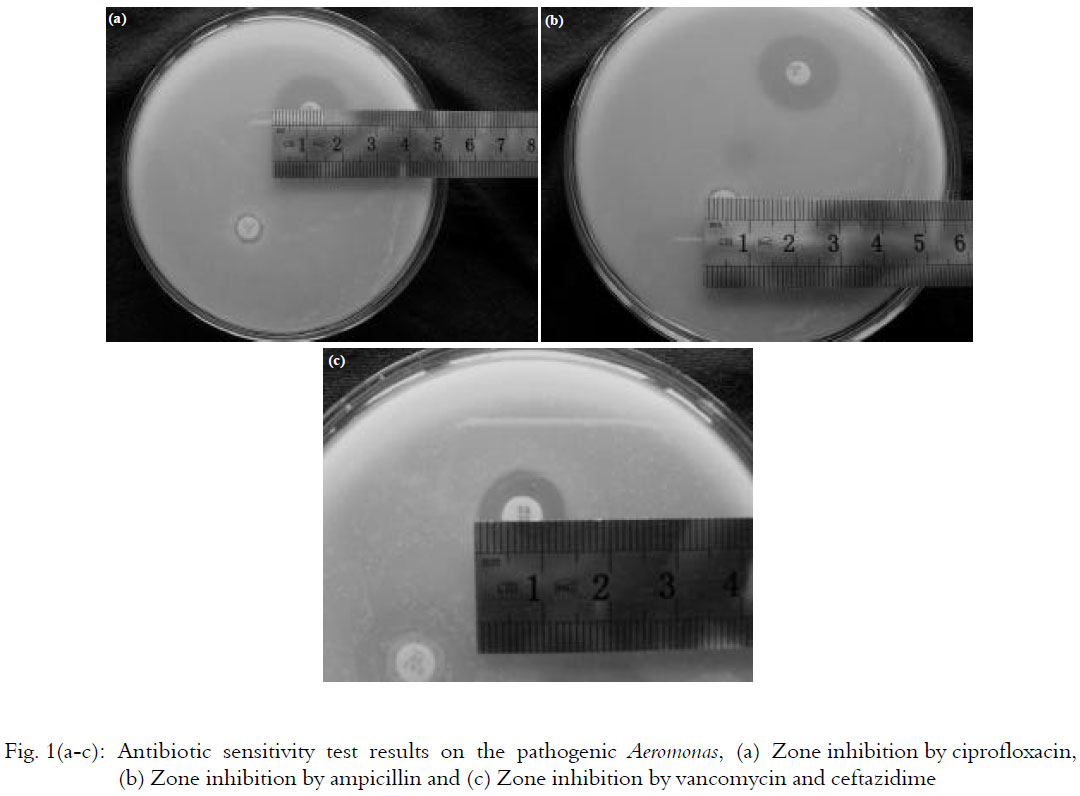Image for - Pathogenecity Test of Aeromonas Isolated from Motile Aeromonas Septicemia  (MAS) Infected Nile Tilapia on Some Freshwater Fish