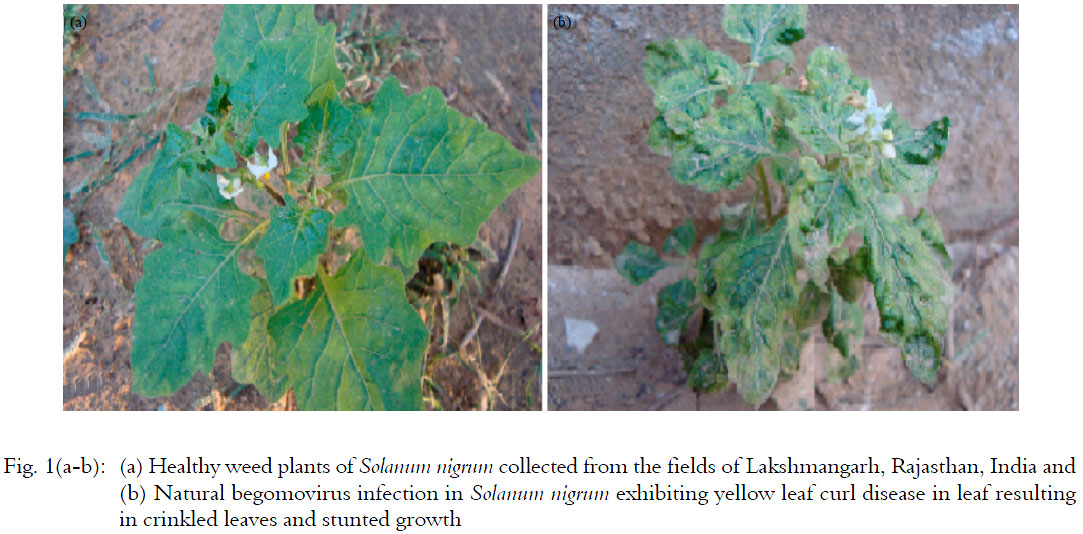 Image for - Evidence of the Association of Solanum leaf curl lakshmangarh virus  with a Weed Plant Solanum nigrum in Rajasthan, India