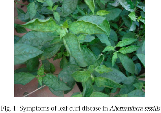 Image for - Molecular and Recombinational Characterization of Begomovirus Infecting an Ornamental Plant Alternanthera sessilis: A New Host of Tomato Leaf Curl Kerala Virus Reported in India