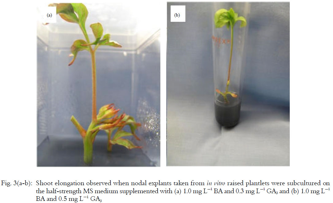 Image for - Shoot Induction, Biochemical Changes During in vitro Rooting in Paeonia  lactiflora Pall ‘Hortensis’