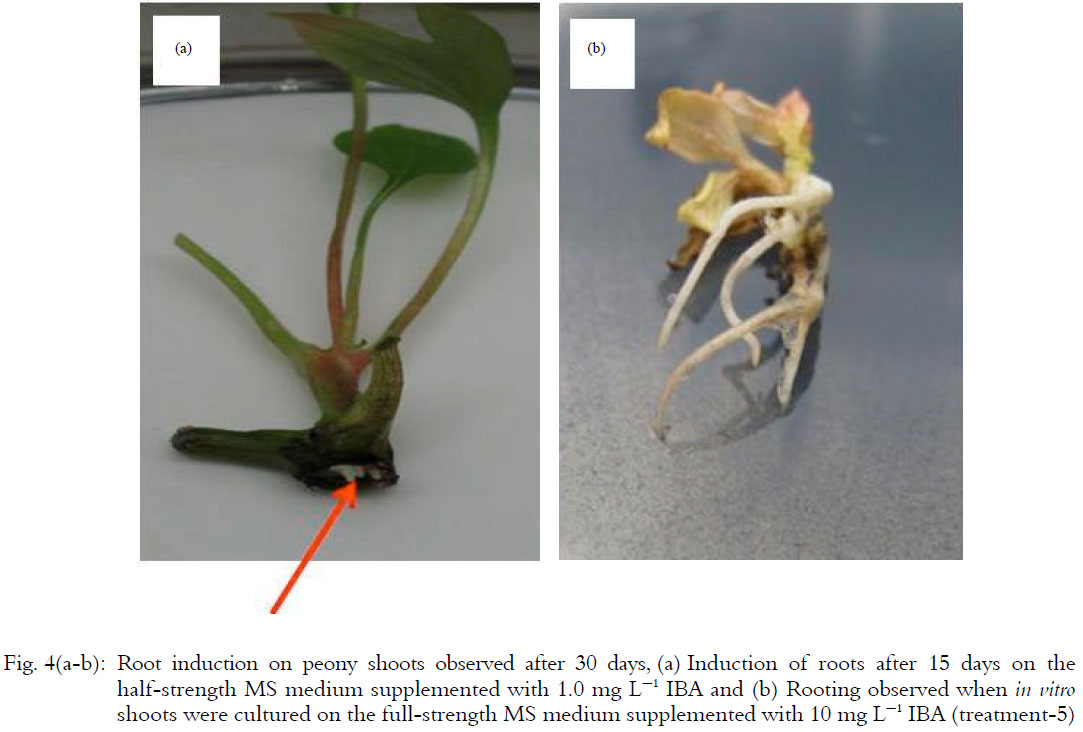 Image for - Shoot Induction, Biochemical Changes During in vitro Rooting in Paeonia  lactiflora Pall ‘Hortensis’