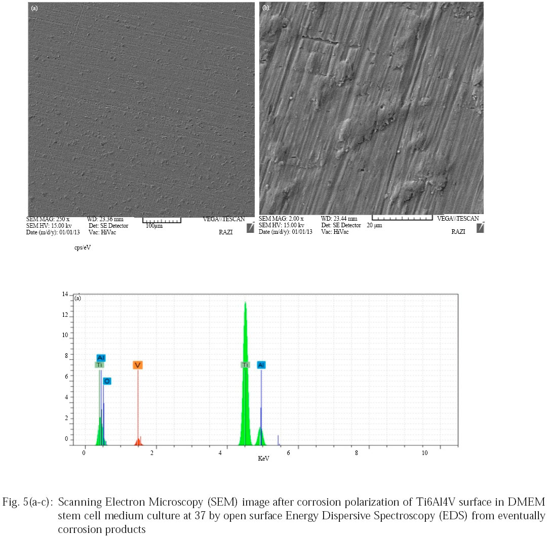 Image for - Study of Biocompatibility and Survival of WJ-Stem Cells on Corroded Surfaces of Ti6Al4V and AISI 316L Bio-metallic Alloys in DMEM Medium Culture