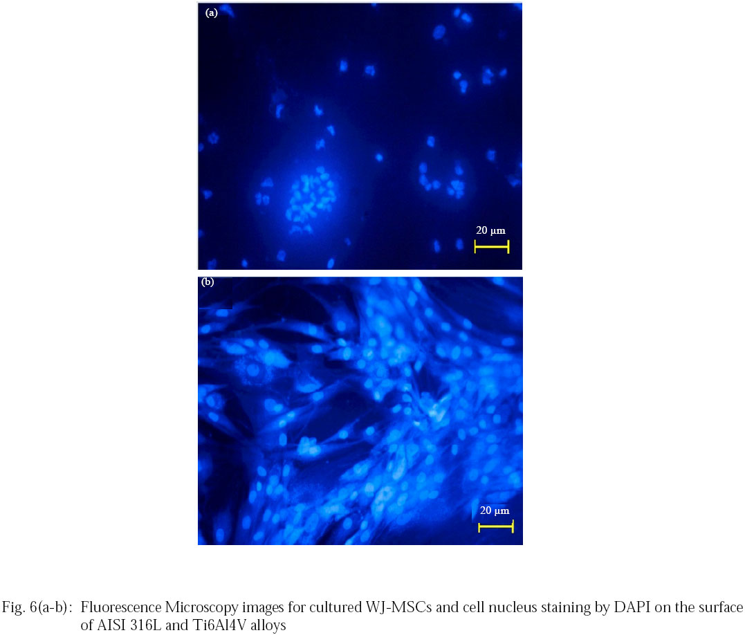 Image for - Study of Biocompatibility and Survival of WJ-Stem Cells on Corroded Surfaces of Ti6Al4V and AISI 316L Bio-metallic Alloys in DMEM Medium Culture