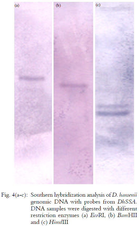 Image for - Characterization of a Salt-induced DhSSA Gene from the Extreme Halophilic  Yeast Debaryomyces hansenii