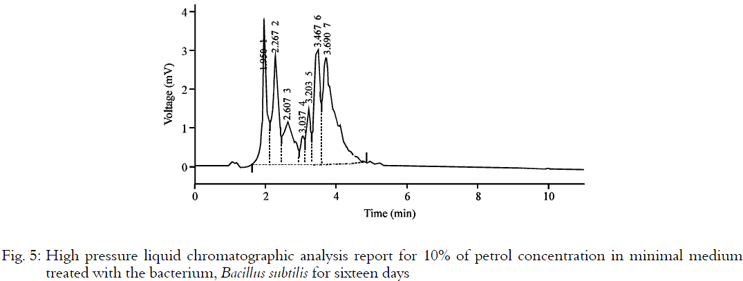 Image for - Biodegradation of Petroleum Compound Using the Bacterium Bacillus subtilis