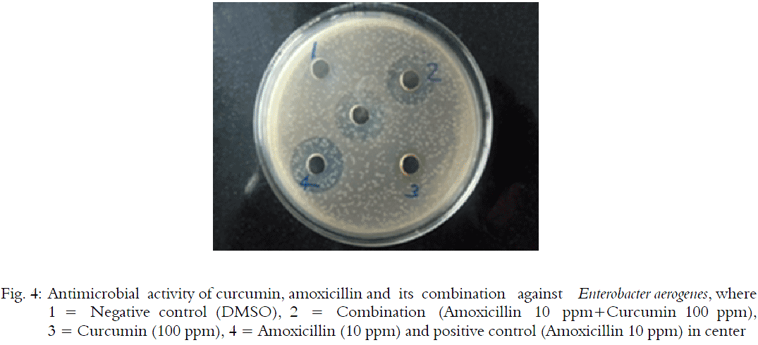 Image for - Influence of Curcumin on the Synthetic Drug Amoxicillin