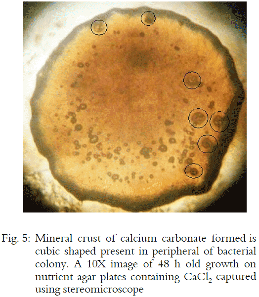 Image for - Biomimetic Sequestration of CO2 Using Carbonic Anhydrase from  Calcite Encrust Forming Marine Actinomycetes