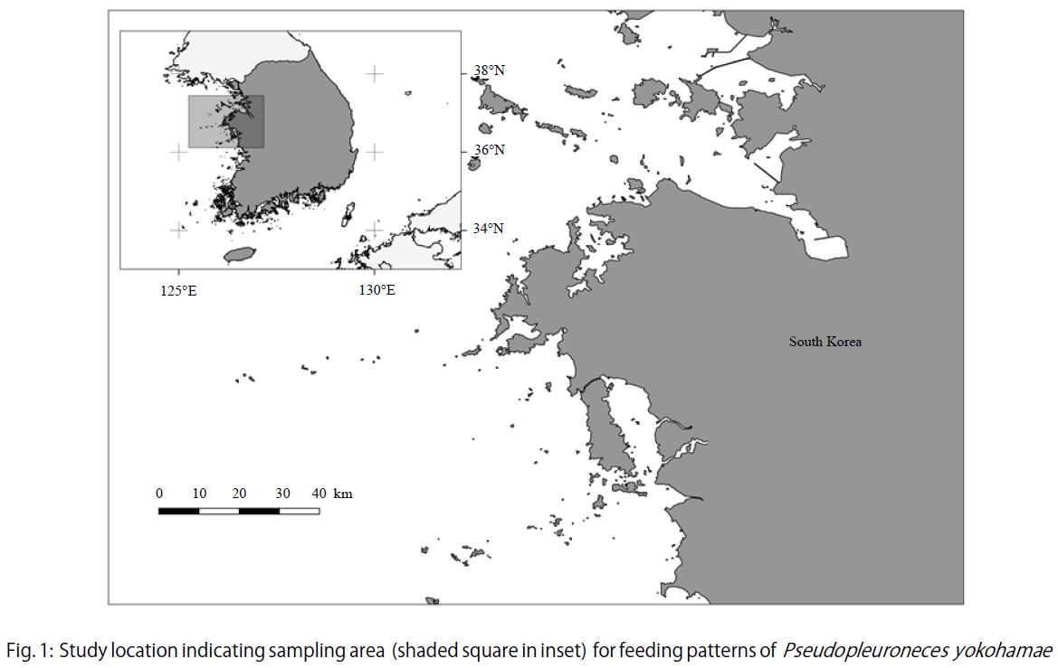 Image for - Diet Patterns of the Marbled Flounder, Pseudopleuronectes yokohamae, in the Mid-Western Coast of Korea