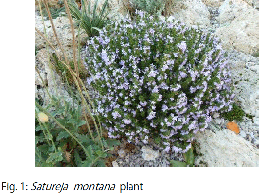 Image for - Chemical Composition and Antioxidant Activity of Iranian Satureja montana