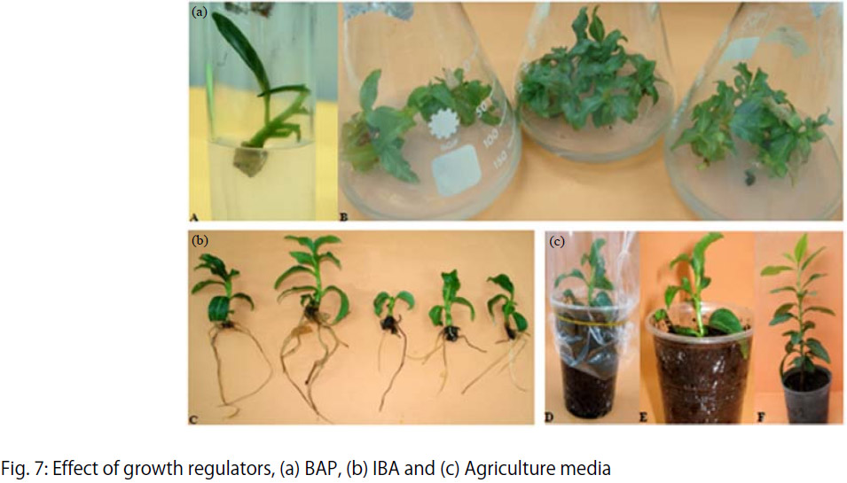 Image for - Factor Controlling Micropropagation of Fruit Trees: A Review