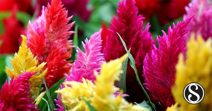 Influence Of Plant Maturity On Antimicrobial Properties And Toxicity Of Celosia Argentea Scialert Responsive Version