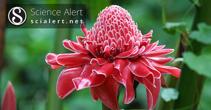 Torch Ginger Etlingera Elatior A Review On Its Botanical Aspects Phytoconstituents And Pharmacological Activities Scialert Responsive Version