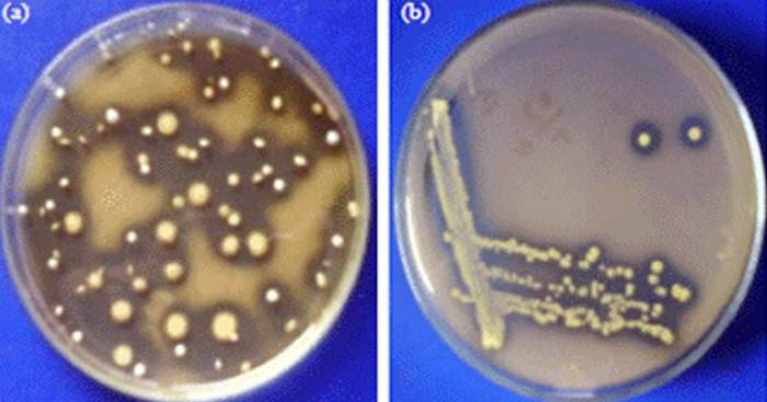 Indigenous Lactic Acid Bacteria Isolated from Spontaneously Fermented