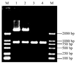 Image for - Molecular Cloning and Sequence Analysis of Prion Protein Gene of Dezhou Donkey in China