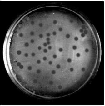 Image for - Inhibitory Effects of Bacteriophages on the Growth of Vibrio sp., Pathogens of Shrimp in the Indian Aquaculture Environment