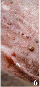 Image for - Tick parasites of domestic animals of Kerala, South India