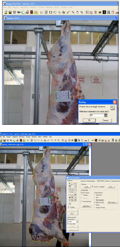 Image for - Digital Image Analysis to Predict Carcass Weight and Some Carcass Characteristics of Beef Cattle