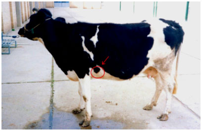 Image for - Less Common Complication of Traumatic Reticulitis in Cattle: Abscess on Left Thoracic Wall