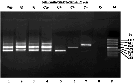 Image for - Optimizing Multiplex Polymerase Chain Reaction Method for Specific,  Sensitive and Rapid Detection of Salmonella sp., Escherichia  coli and Bifidobacterium sp. in Chick Gastrointestinal Tract