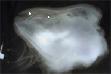 Image for - Lacrimal Apparatus System in Goat (Capra aegagrus hircus): Anatomical and Radiological Study