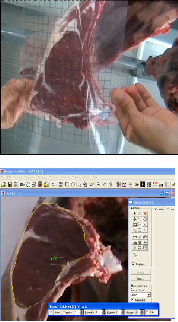 Image for - Digital Image Analysis to Predict Carcass Weight and Some Carcass Characteristics of Beef Cattle