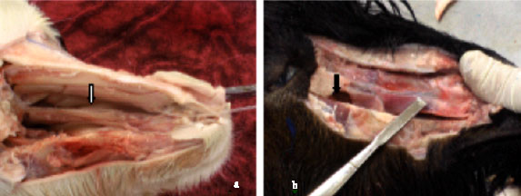 Image for - Lacrimal Apparatus System in Goat (Capra aegagrus hircus): Anatomical and Radiological Study